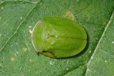 <i>Cassida viridis</i>
