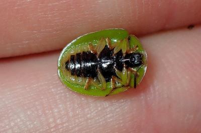 <i>Cassida viridis</i>