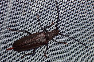 <i>Aegosoma scabricorne</i>