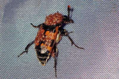 <i>Nicrophorus vespillo</i>