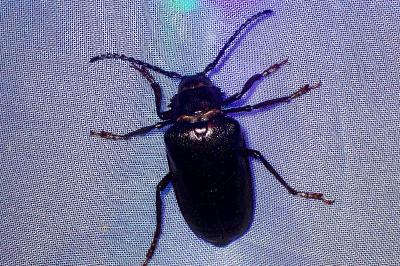 <i>Prionus coriarius</i>