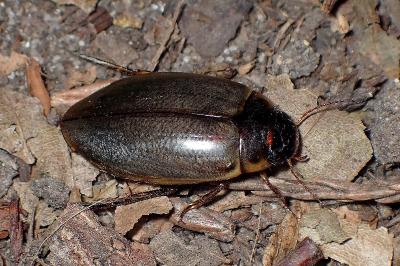 <i>Colymbetes fuscus</i>