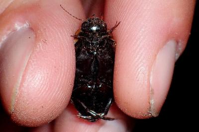 <i>Colymbetes fuscus</i>