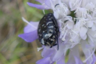 <i>Oxythyrea funesta</i>