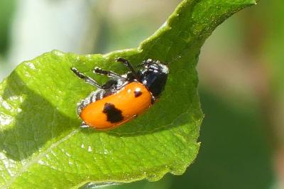 <i>Clytra laeviuscula</i>