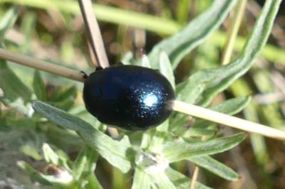 <i>Chrysolina fuliginosa</i>