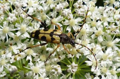 <i>Rutpela maculata</i>