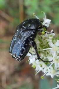 <i>Oxythyrea funesta</i>