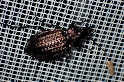 <i>Carabus granulatus</i>