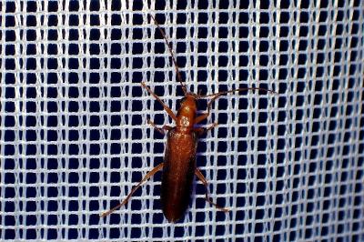 <i>Nacerdes carniolica</i>