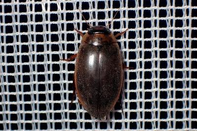 <i>Rhantus</i>