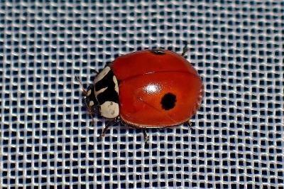 <i>Adalia bipunctata</i>