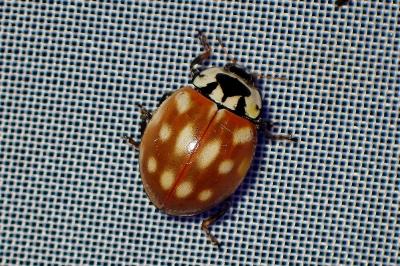<i>Anatis ocellata</i>