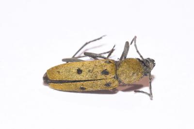 <i>Chlorophorus glabromaculatus</i>