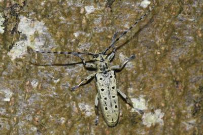 <i>Saperda perforata</i>