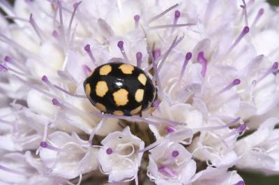 <i>Coccinula quatuordecimpustulata</i>