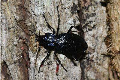 <i>Carabus intricatus</i>
