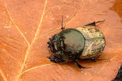 <i>Onthophagus</i>