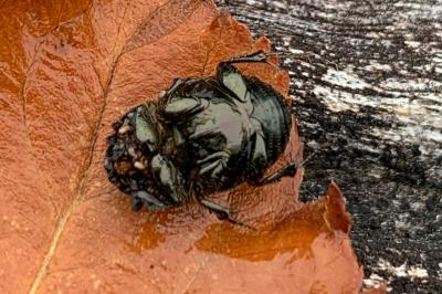 <i>Onthophagus</i>