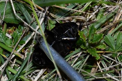 <i>Hydrophilus piceus</i>