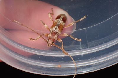 <i>Trichoferus pallidus</i>