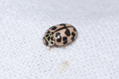 <i>Oenopia conglobata</i>