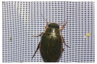 <i>Dytiscus</i>