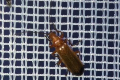 <i>Rhagonycha fulva</i>