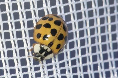 <i>Harmonia axyridis</i>