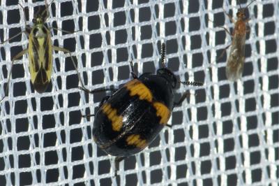 <i>Diaperis boleti</i>