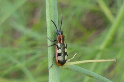<i>Crioceris asparagi</i>