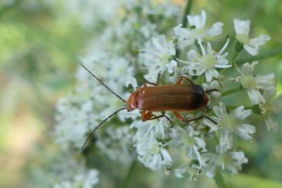 <i>Rhagonycha fulva</i>