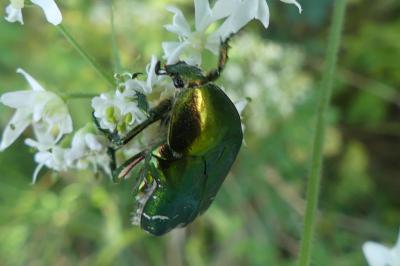 <i>Cetonia aurata</i>