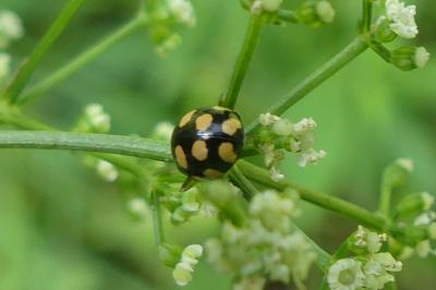 <i>Coccinula quatuordecimpustulata</i>