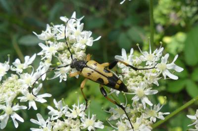 <i>Rutpela maculata</i>