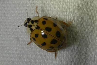 <i>Harmonia axyridis</i>