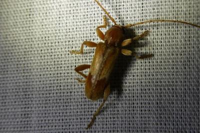 <i>Trichoferus pallidus</i>