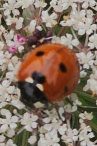 <i>Coccinella septempunctata</i>