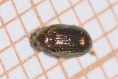 <i>Crepidodera aurea</i>
