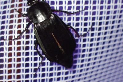 <i>Necrodes littoralis</i>