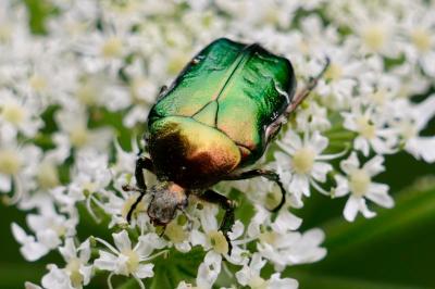 <i>Cetonia aurata</i>
