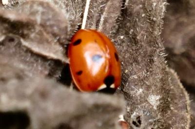 <i>Coccinella septempunctata</i>