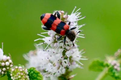 <i>Trichodes apiarius</i>