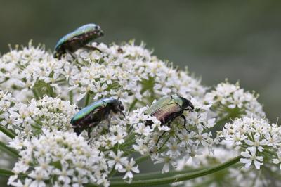 <i>Cetonia aurata</i>