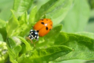 <i>Hippodamia variegata</i>