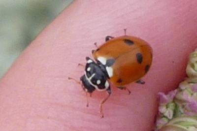 <i>Hippodamia variegata</i>