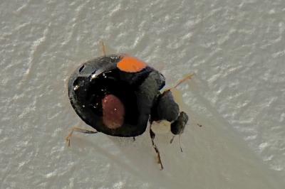 <i>Harmonia axyridis</i>