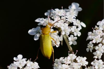 <i>Cteniopus sulphureus</i>