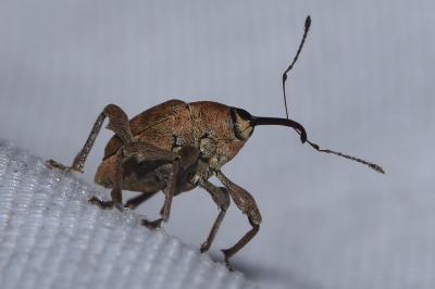 <i>Curculio</i>
