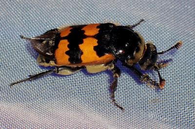 <i>Nicrophorus</i>